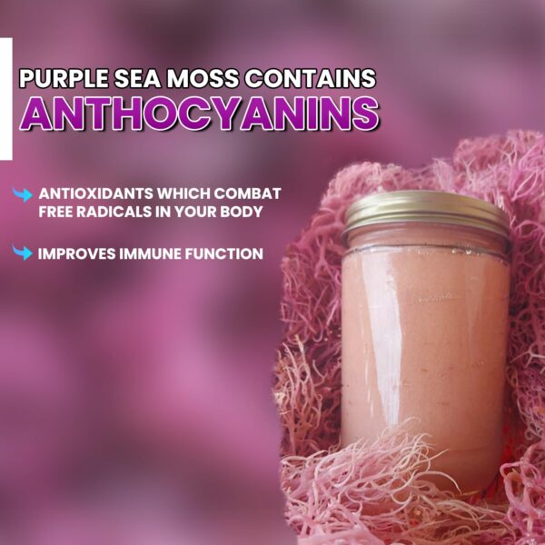 Purple Sea Moss